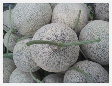 [Fruit-vegetables] Musk Melon for Export